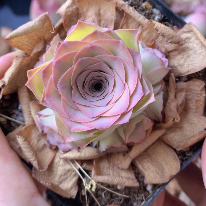 一物一拍星辰福利568