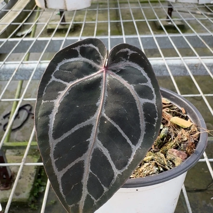 完全开放23号skg灰红杂龟壳灰