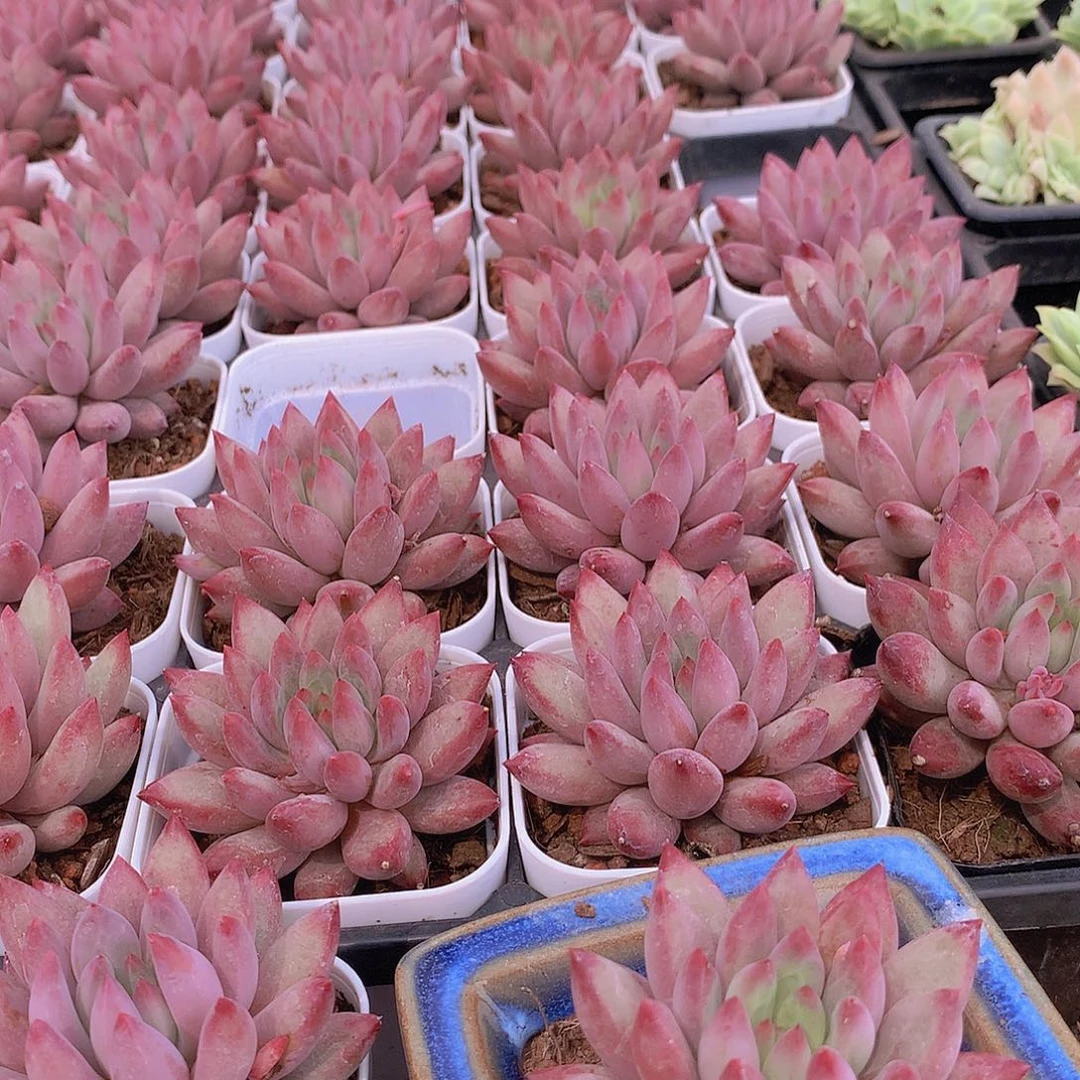 虞美人红体2456778889999