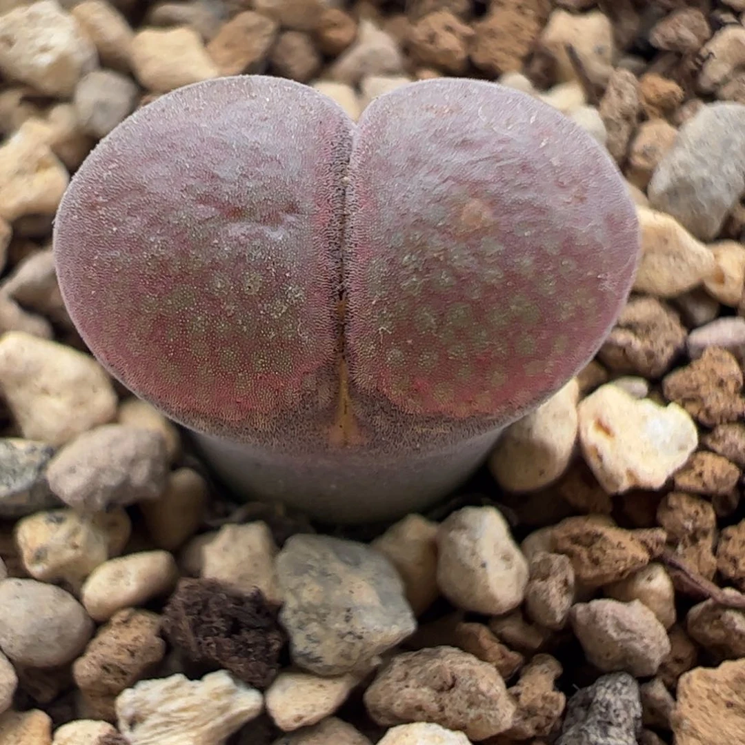 585 好看的多肉冲冲冲