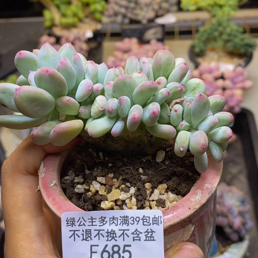 685苹果奶四代多肉7cm