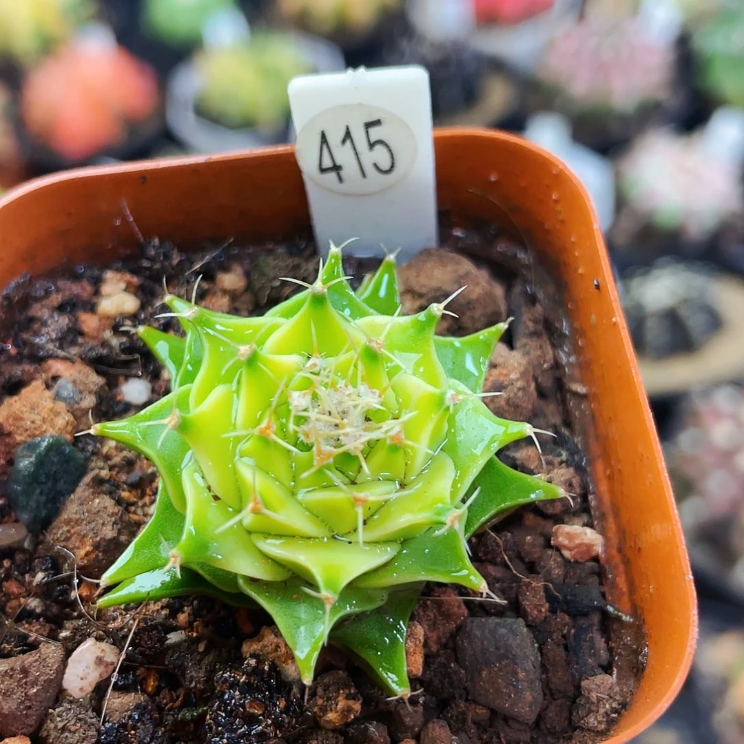 非偏远地区满25包邮仙人球漯河西