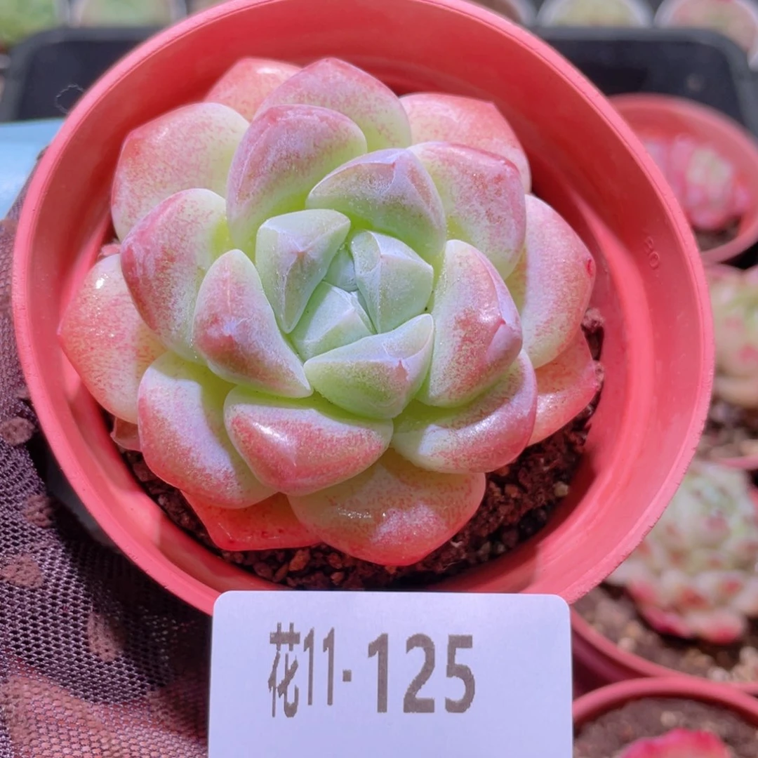 花利美11-125冰玉