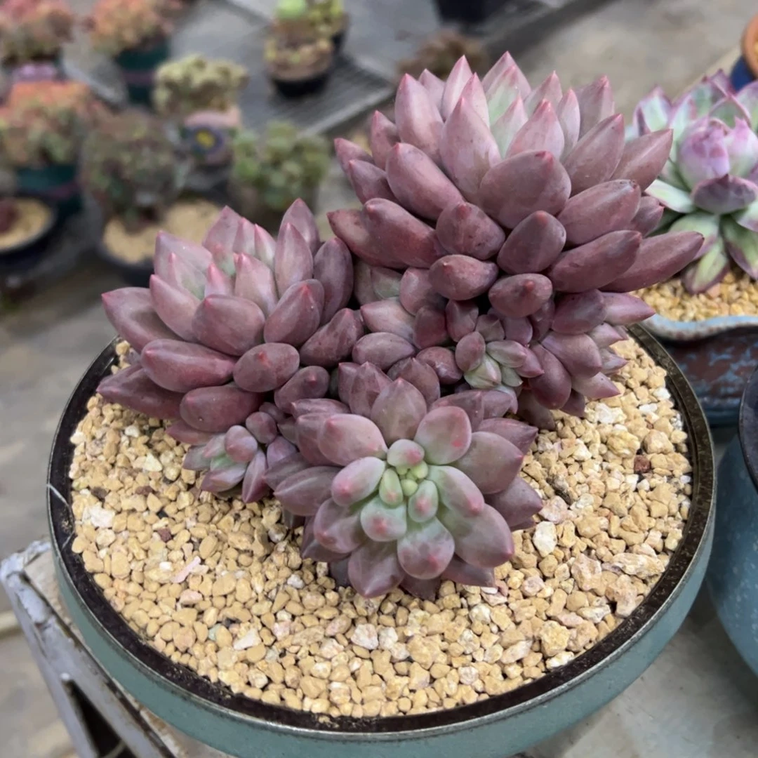 水晶球68 零零多肉植物