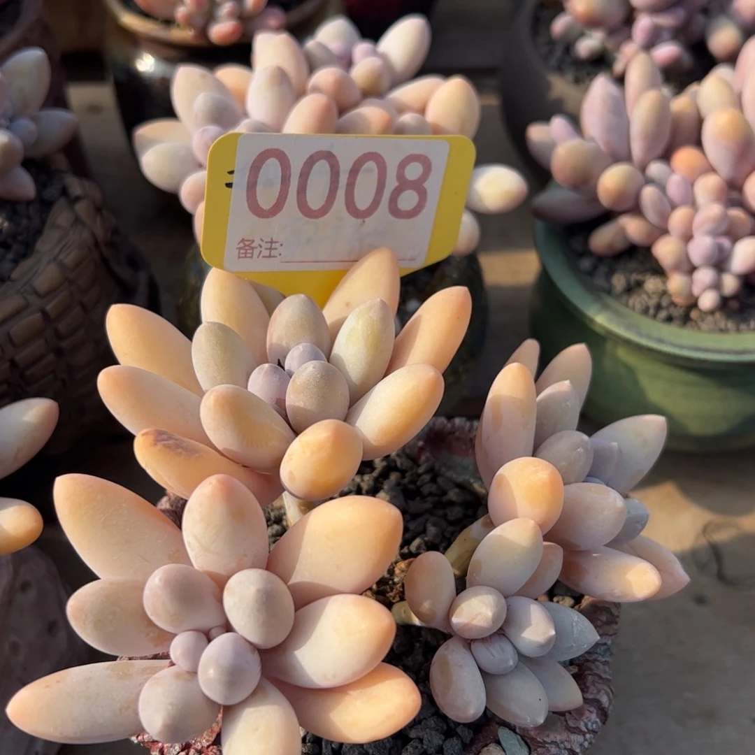 香水手指多肉植物