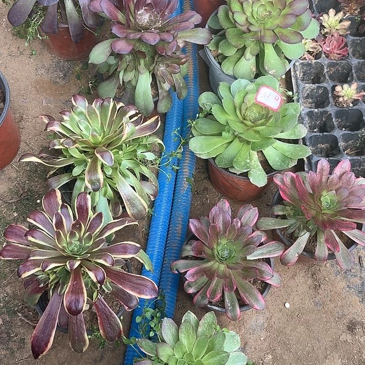 多肉植物小苗11颗20号