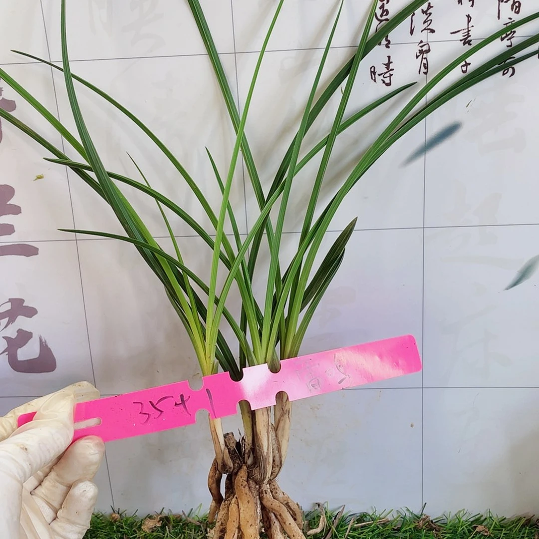 雷***鸣完全开放兰花兰花