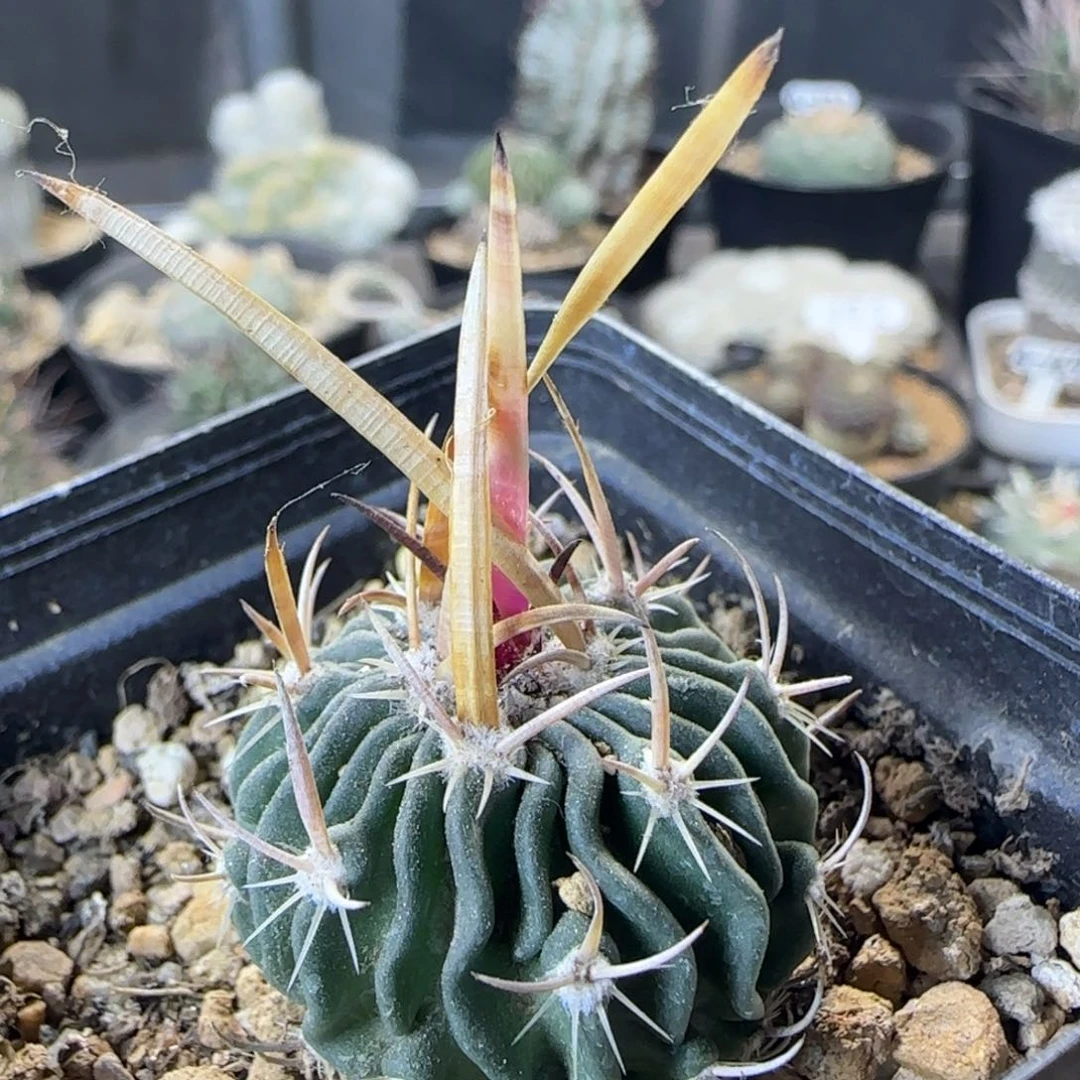 09实生喷泉刺振武玉多肉3厘米