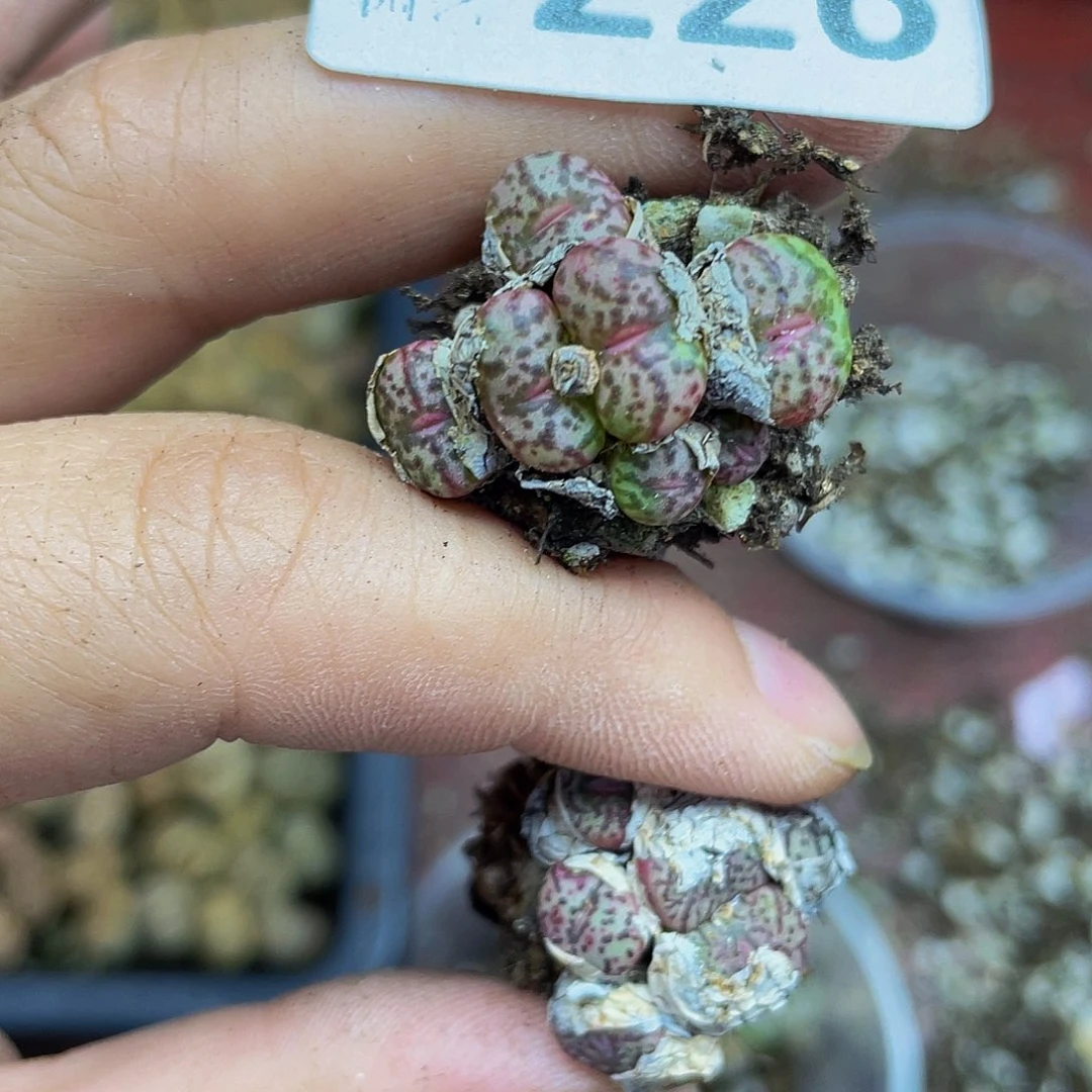 蓝***想2260000000花花花花谷了