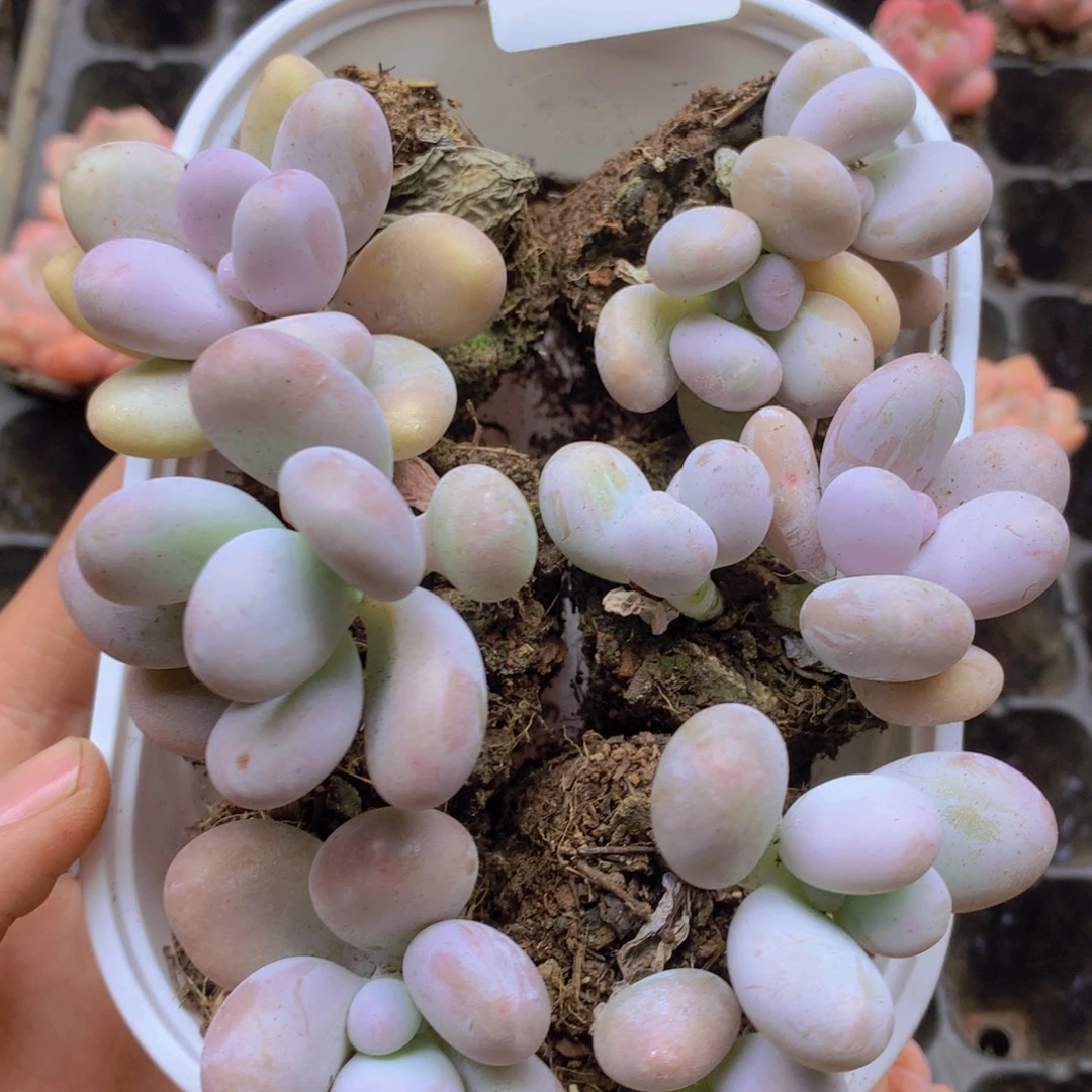 我要去看你了啊我049