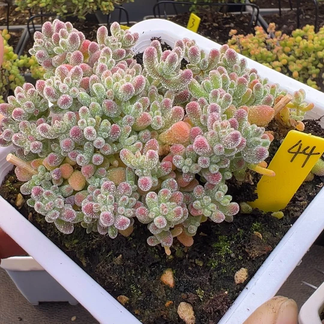 冰晶枝干44号10cm盆