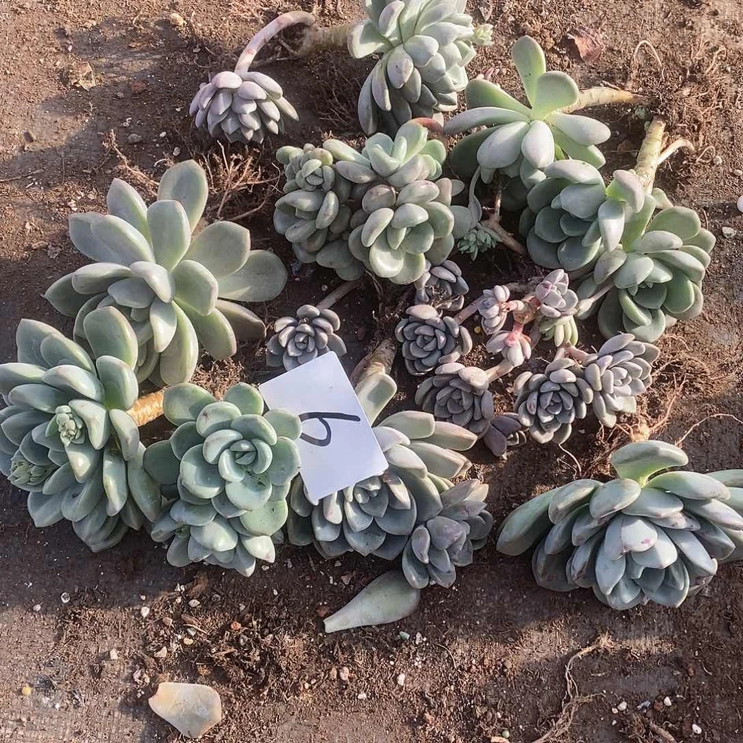 一堆多肉不认识的6