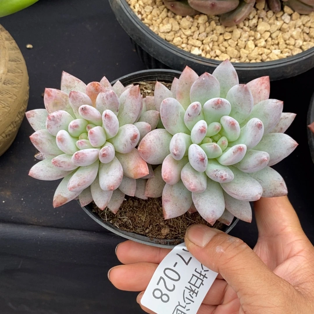 勿秒拍秒退 917-028凯普顿