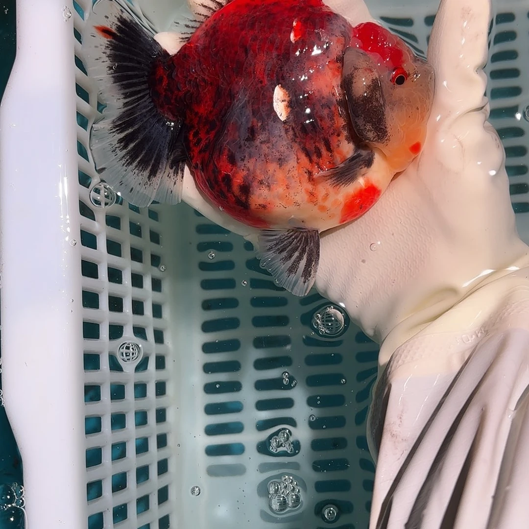 金鱼金鱼4828428788