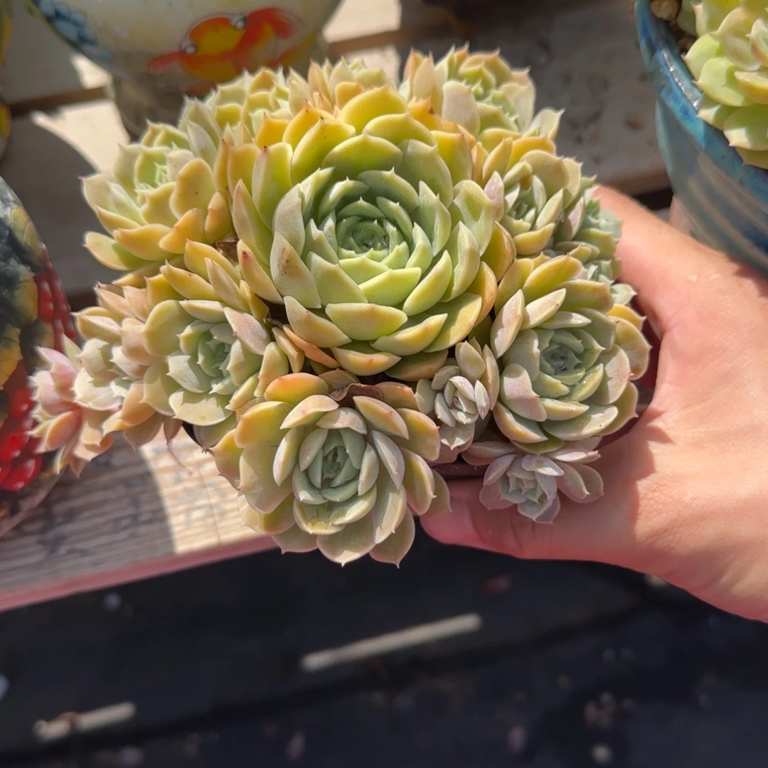 昂斯诺黄金群生老桩多肉五十包邮
