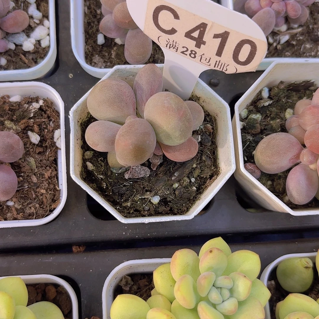 C410糖果美人一物一拍