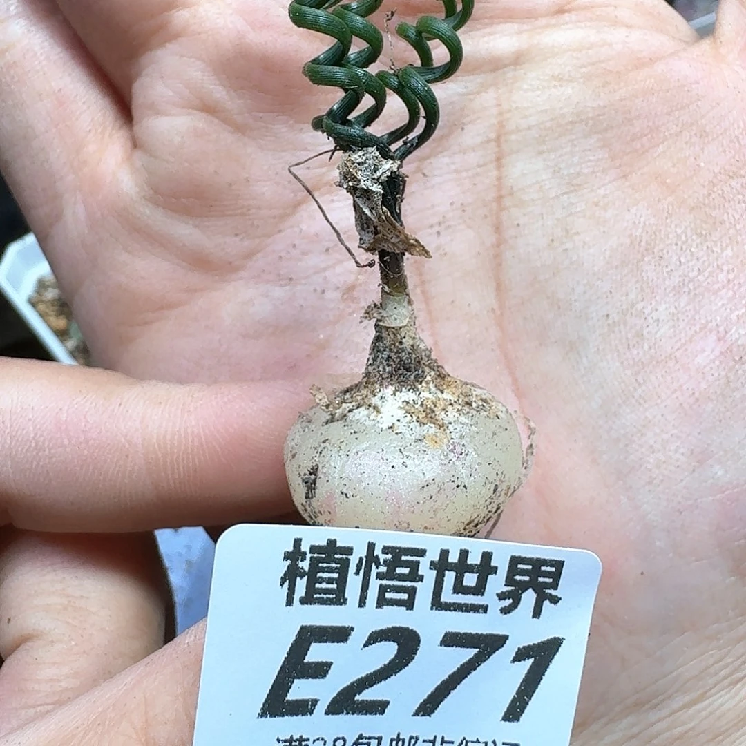 的植物的人啊vbnnn