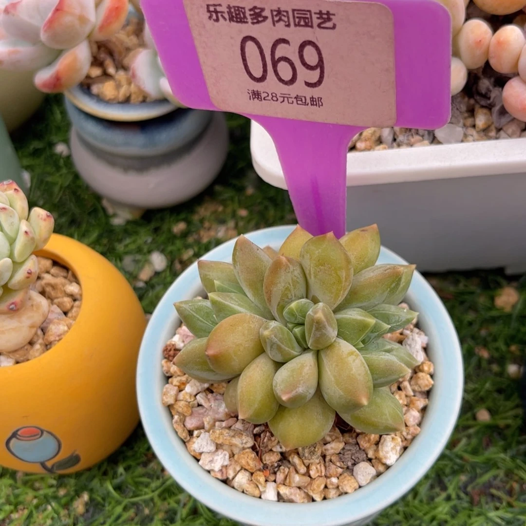 多肉植物一物一拍