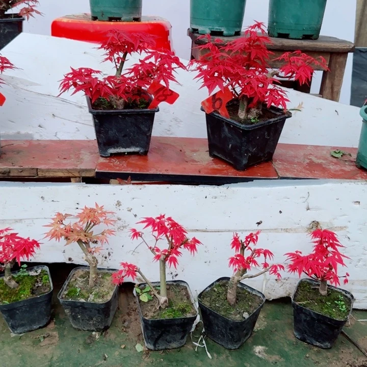无花朵枫树出星星