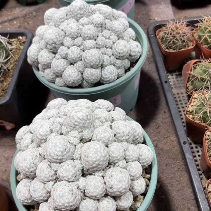 大群生春星好养皮实