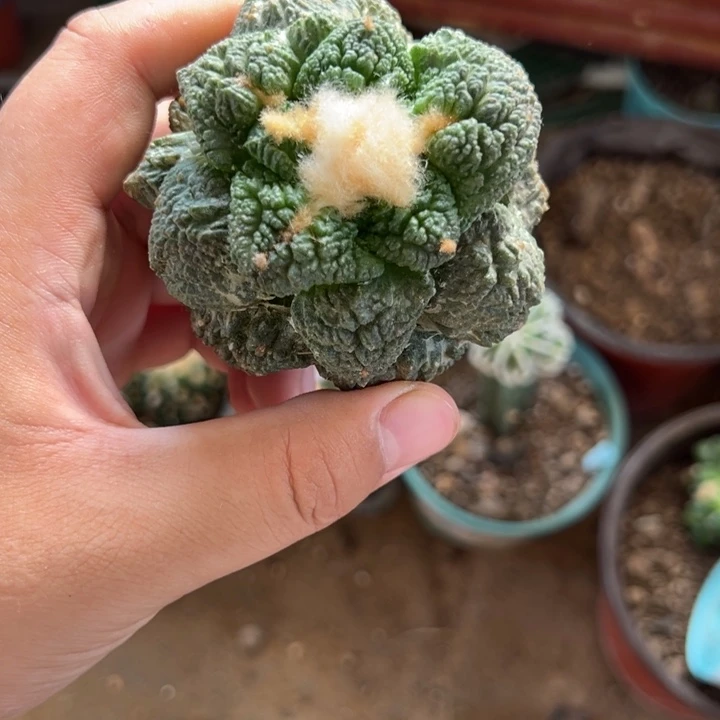 苗接菜花牡丹仙人球3659号