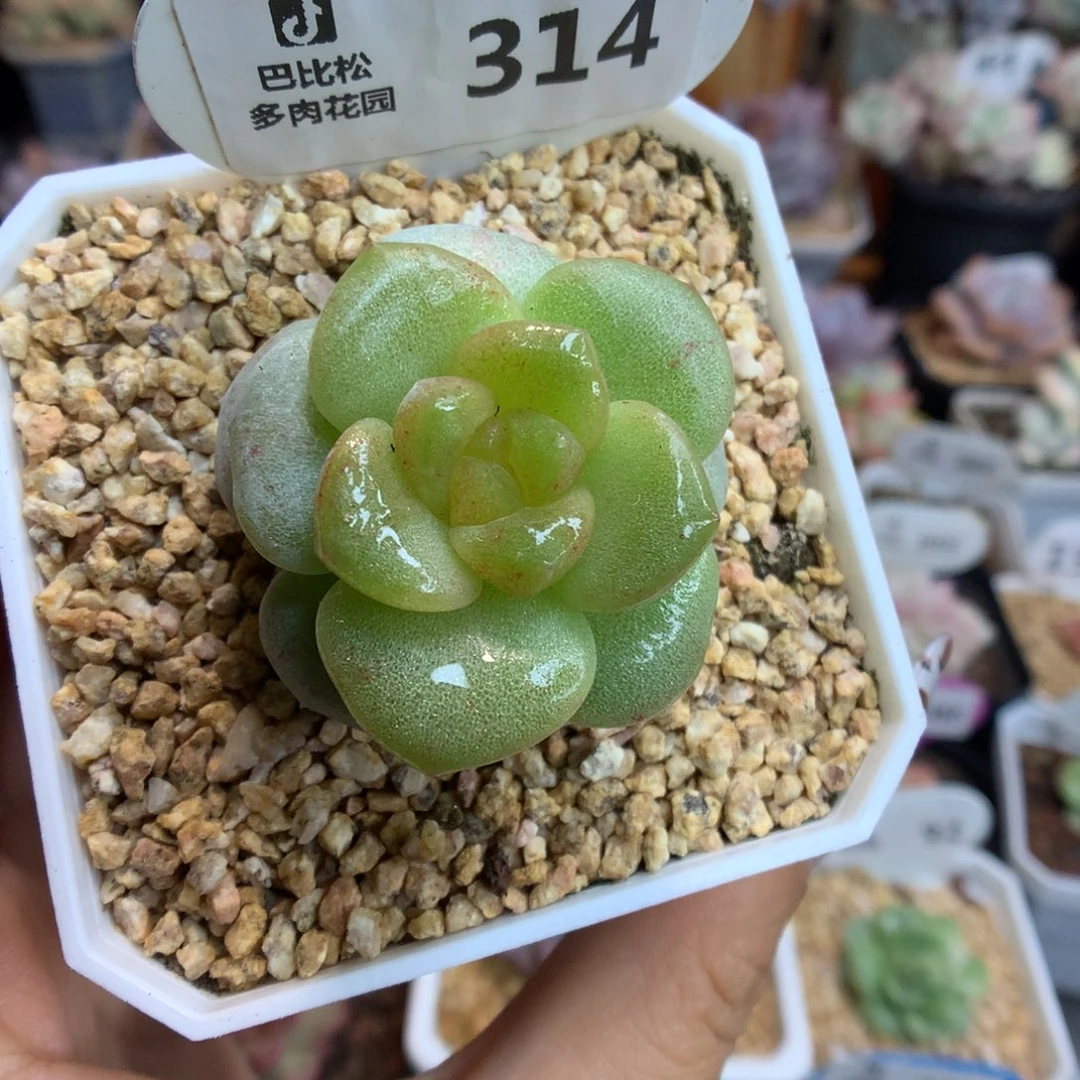 314冰玉石化多肉植物