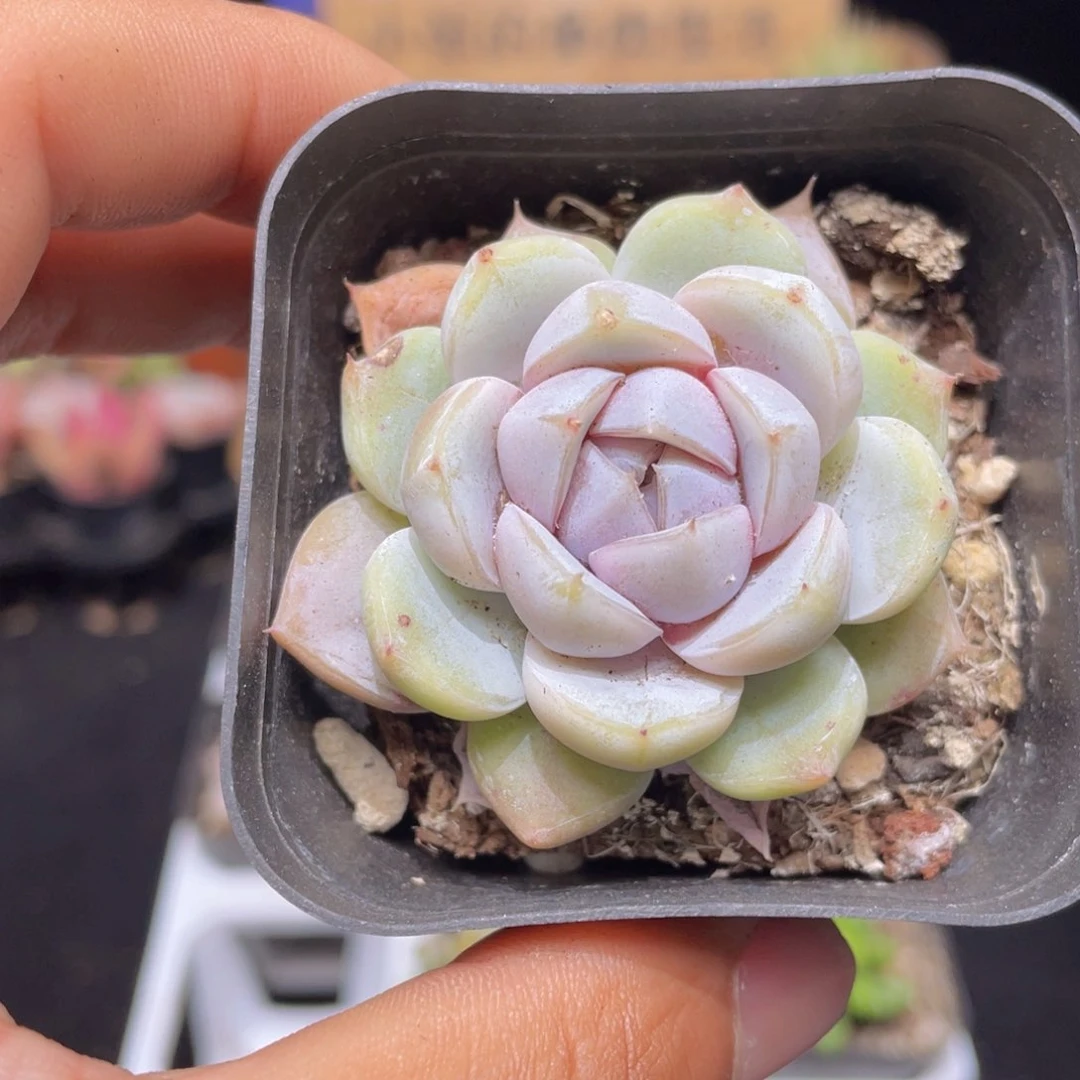 汉堡雪兔多肉9.9包邮发货