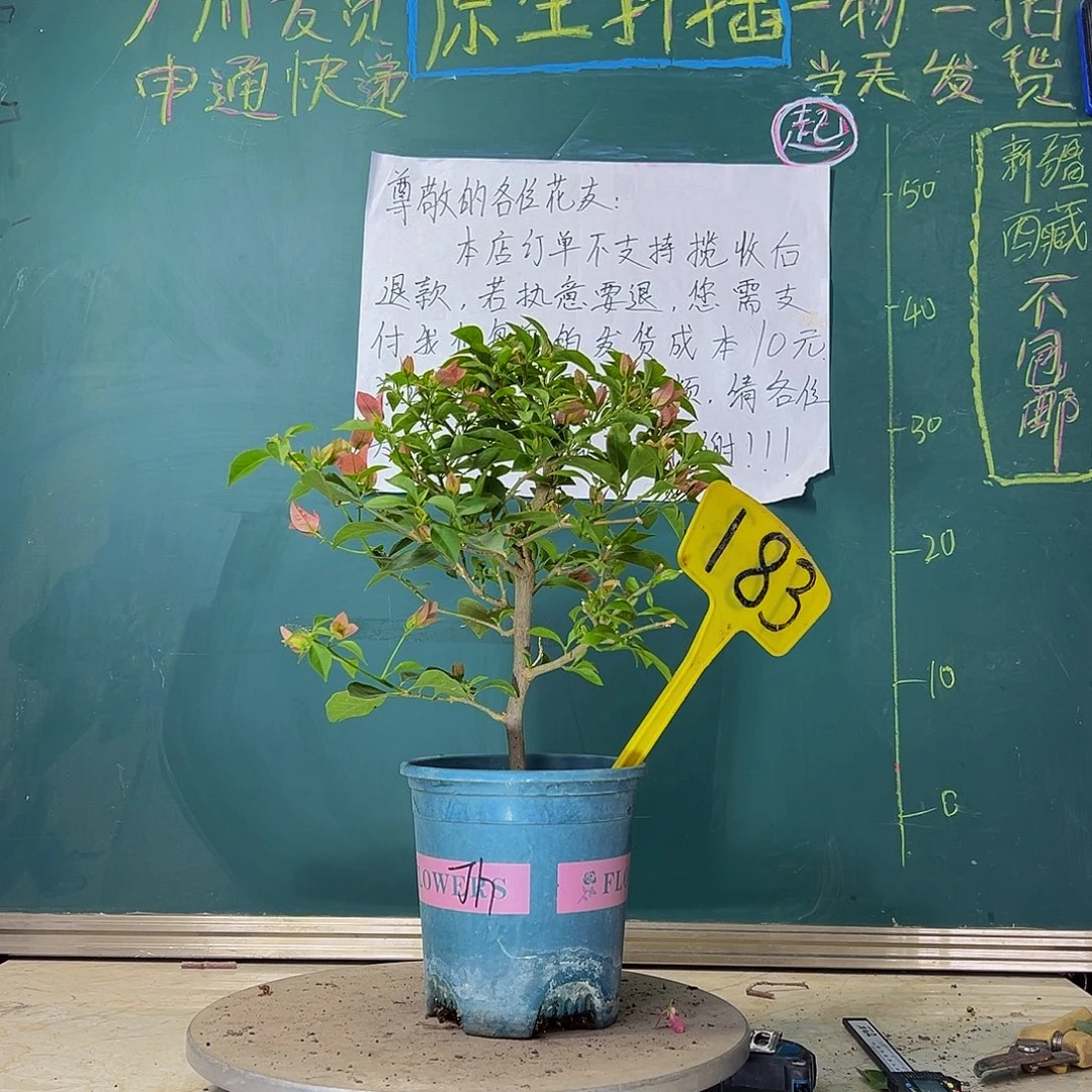 当前无花栽培后可以开花 酒红  183