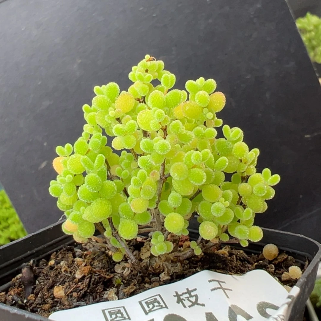 【闪购商品】dy2466精控蜜橘糖球冠幅4cm