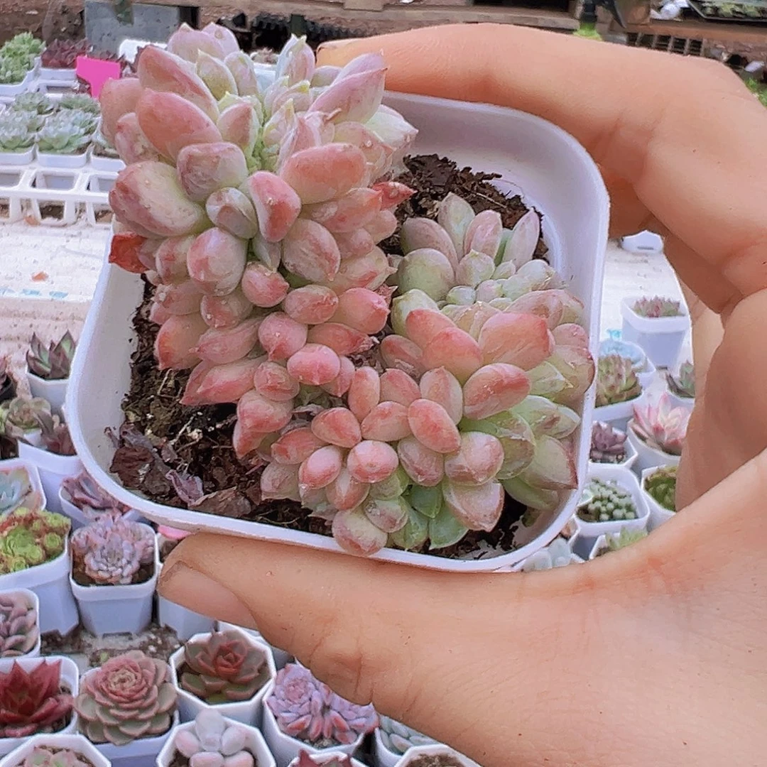 粉珍妮缀化19包邮