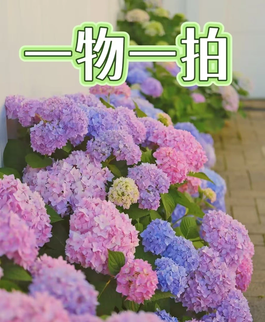 云南基地直发绣球花盆景一物一拍（确定下单，不支持已发货仅退款）