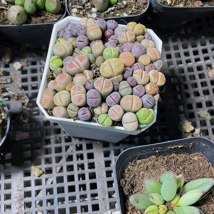 7方生石花带盆土