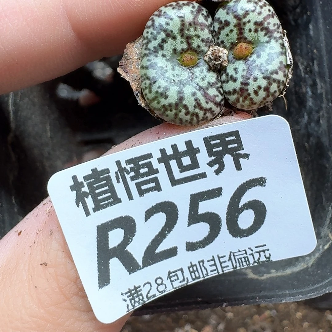 多肉植物的润泽地法