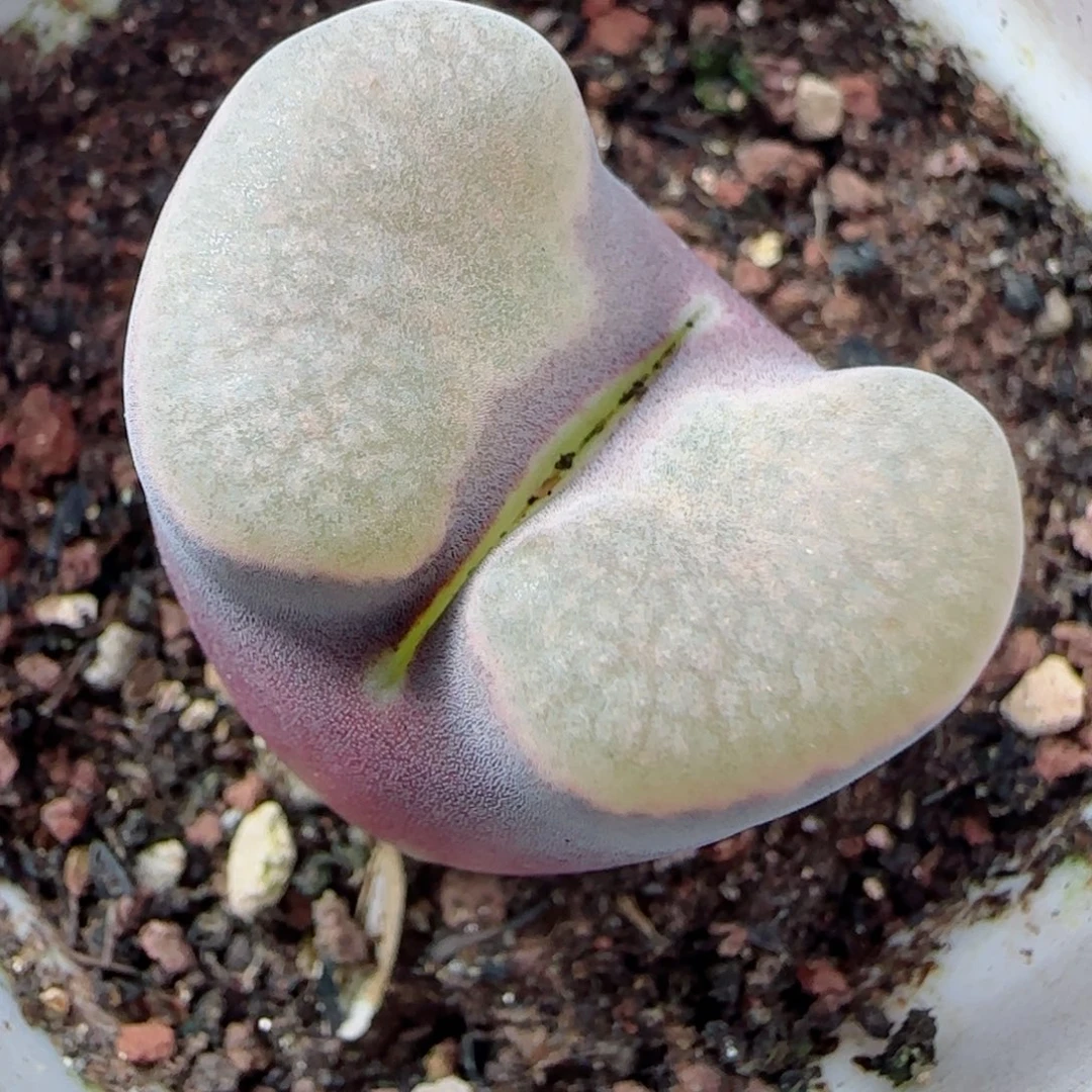 多肉植物bank磁铁72号