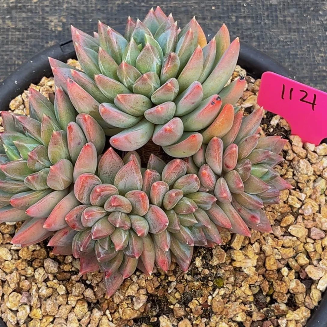 1121号上午多肉植物群生多肉植物