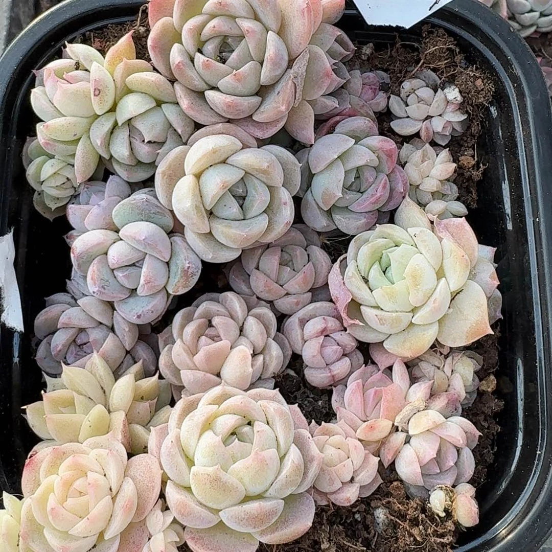 杂交新品珍妮多肉1498