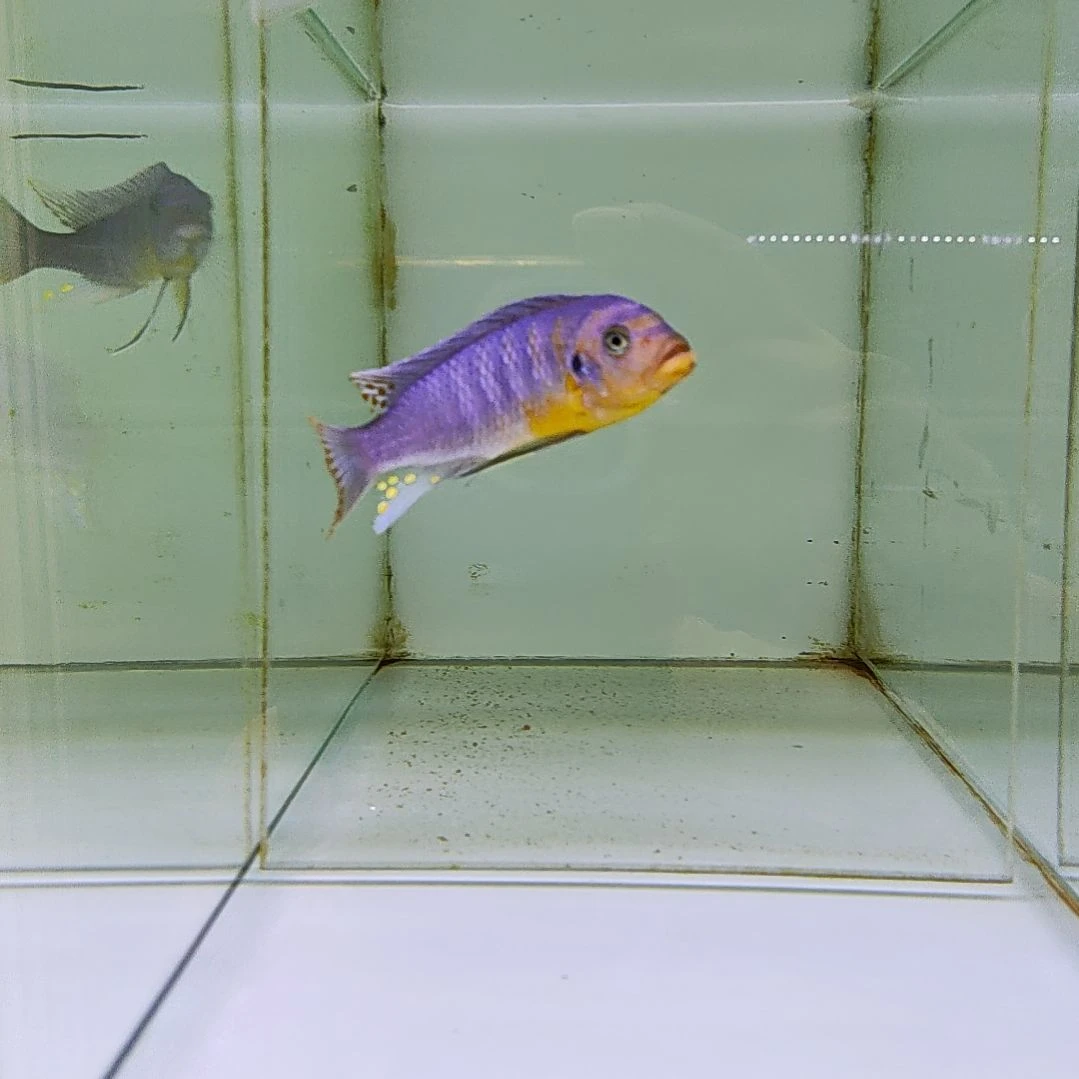 慈鲷伊孔贝费恩自然发色