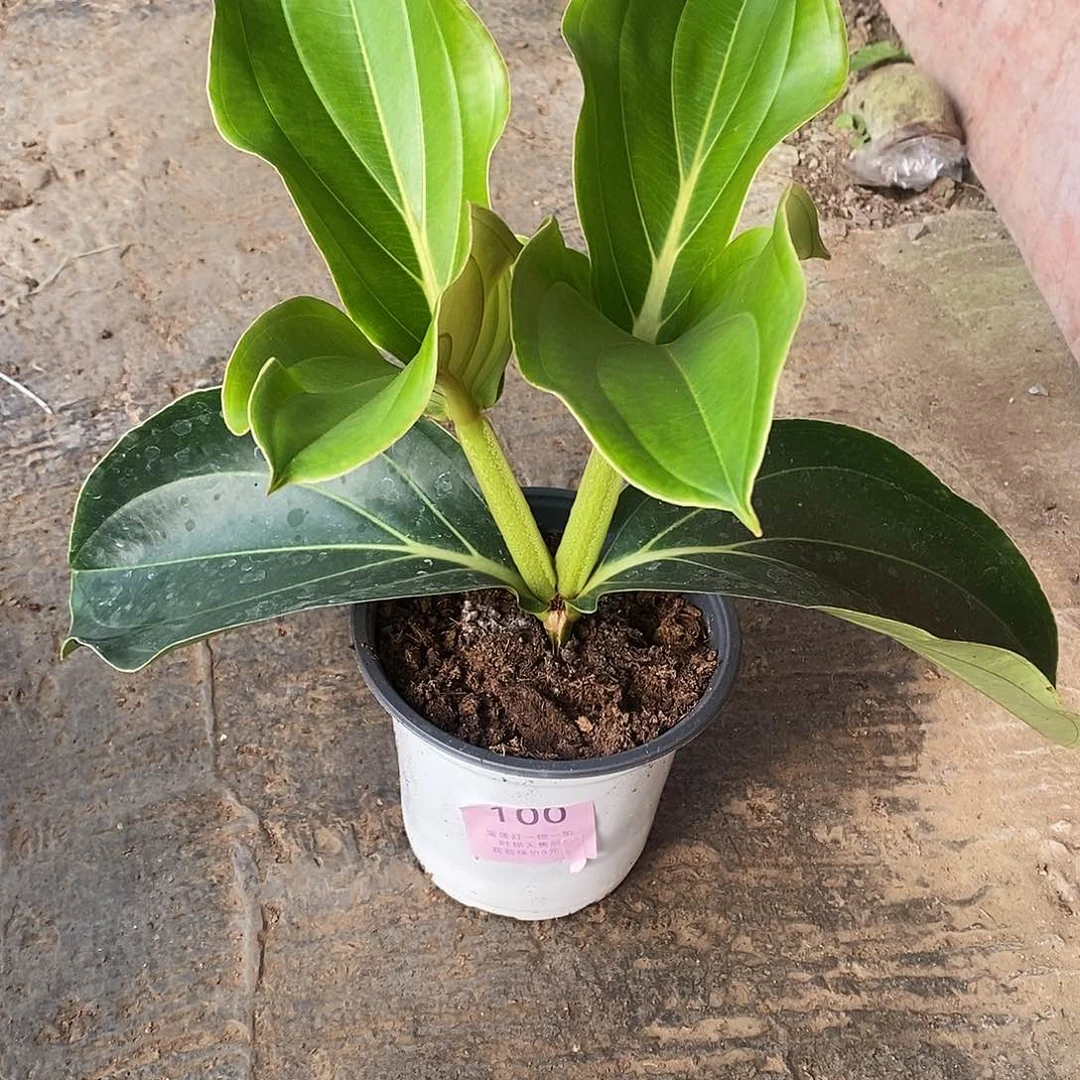 木本植物꧁****木本花卉100