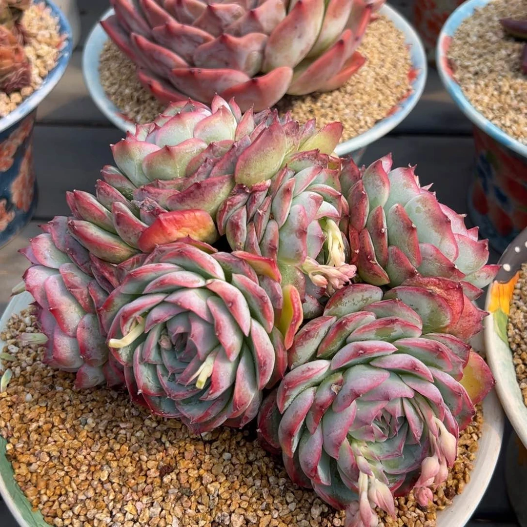 从前慢多肉精选编号0220.342