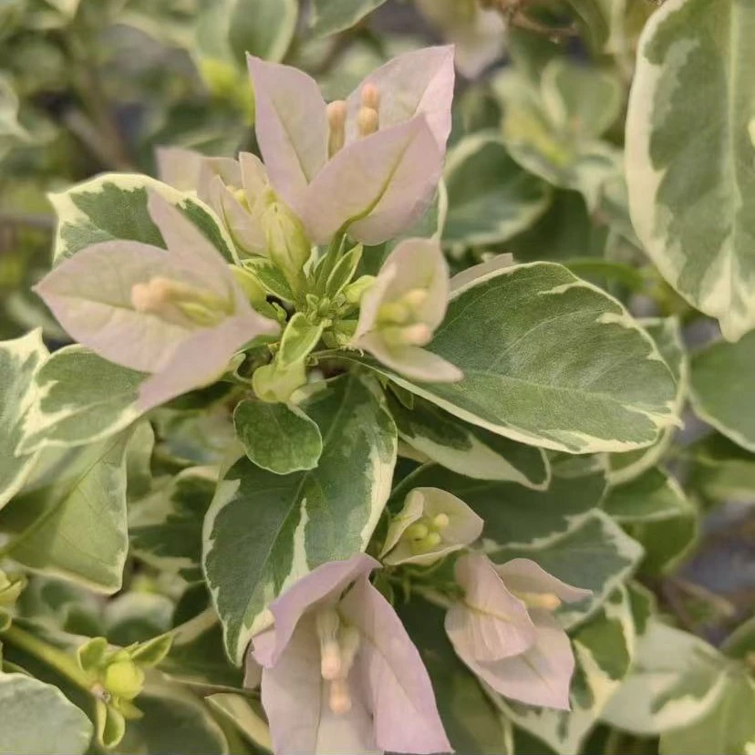 金边苹果花观花赏叶梦幻紫花色 易爆花 花量大