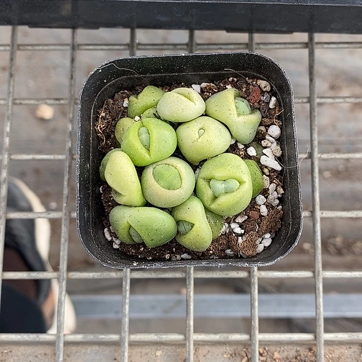 漂亮仙人球一物一拍