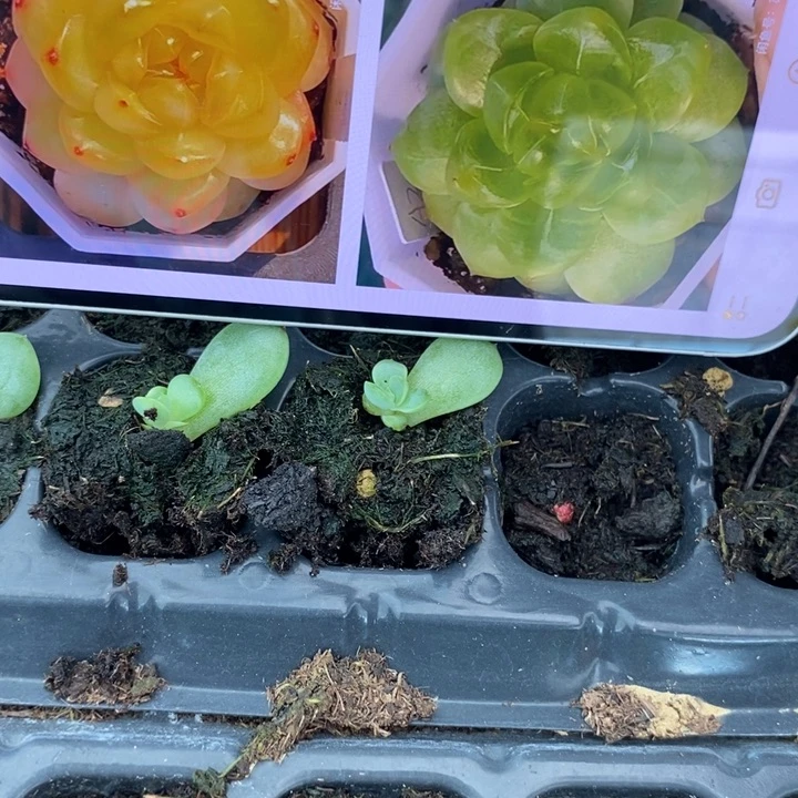 魔力芽苗一个多肉