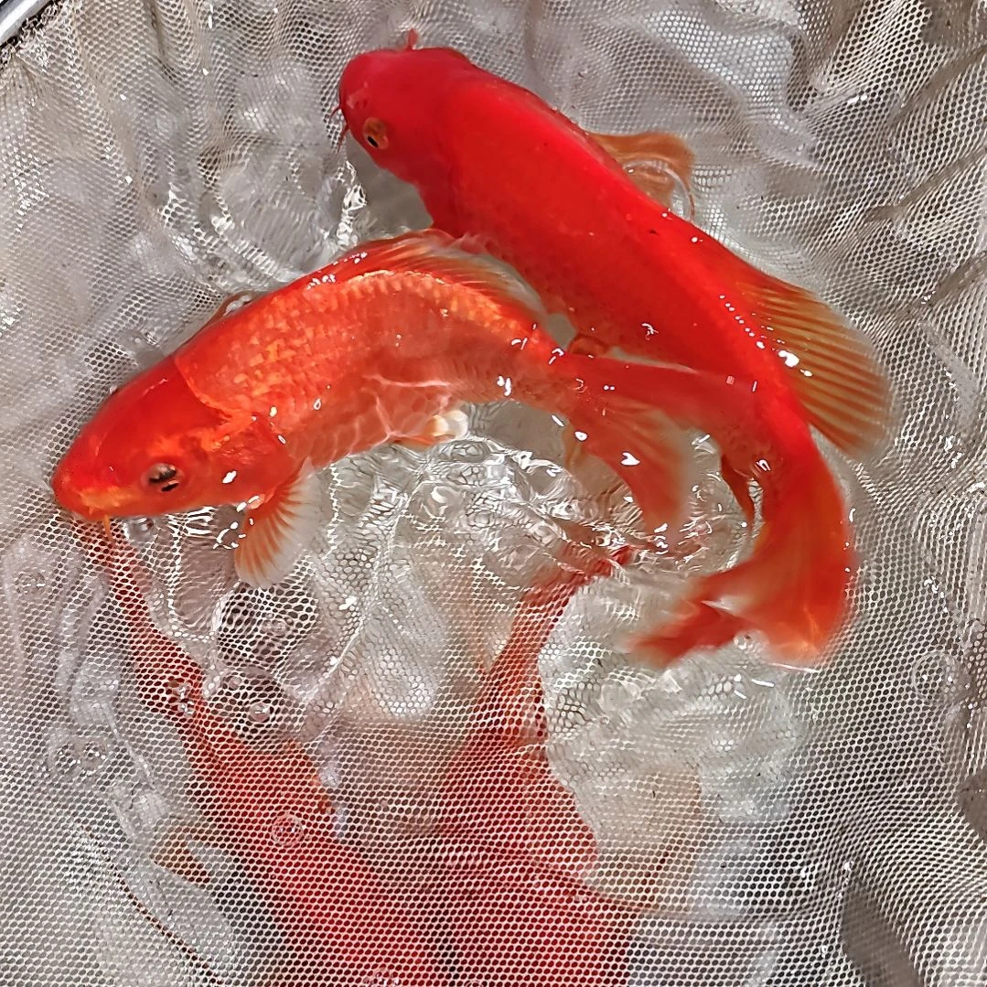 中国大陆冷水观赏鱼蝴蝶鲤