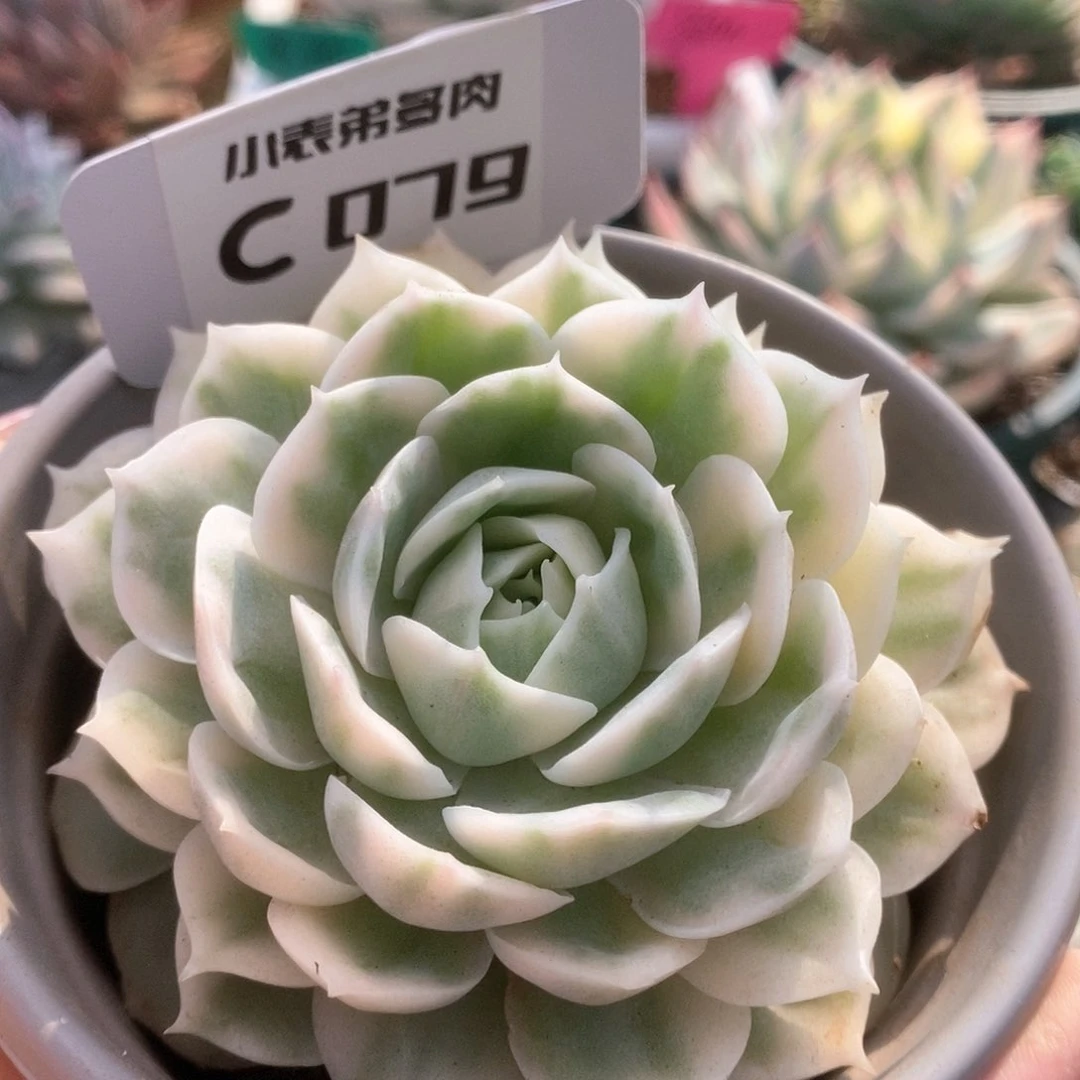 079锦锦锦锦锦锦锦