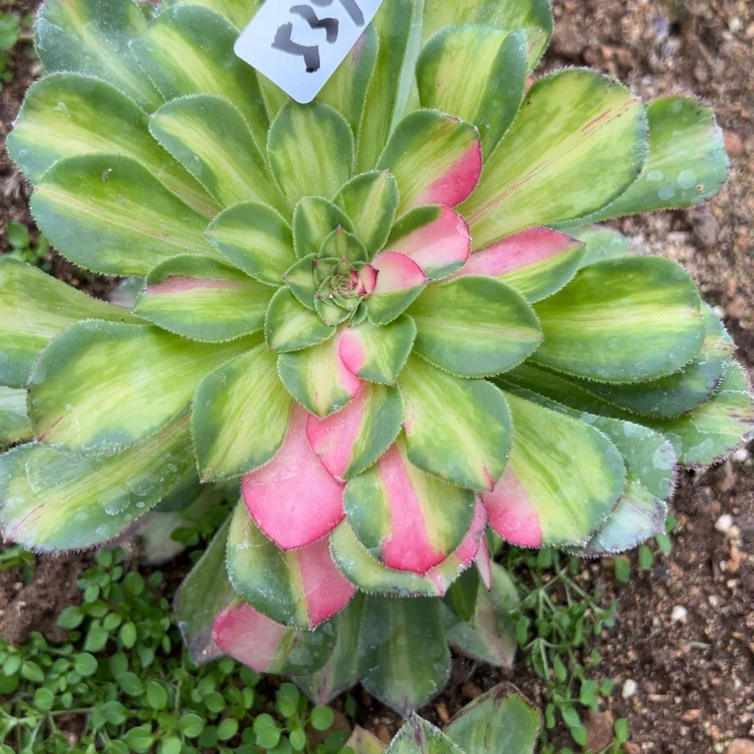 539知否多肉植物万