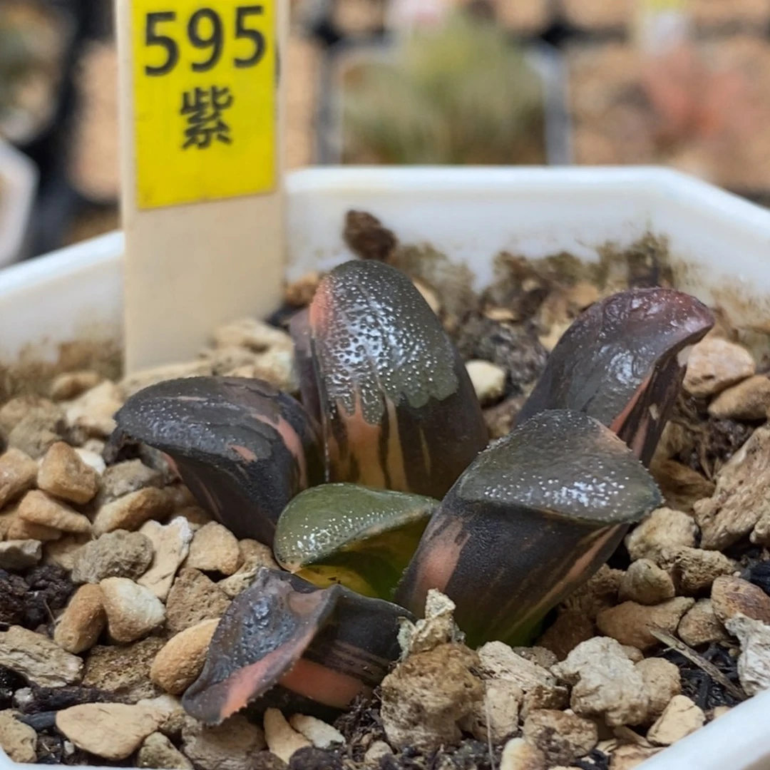 595丘比特多肉植物