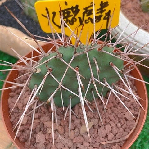 赵***帆仙人掌硫磺火麒麟一片