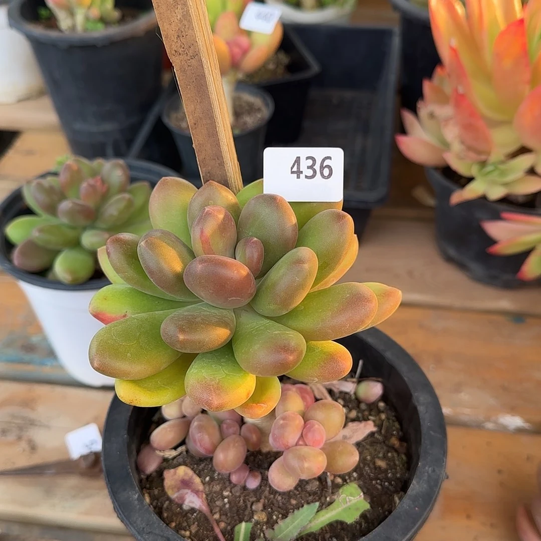 洋**条436号 一物一拍