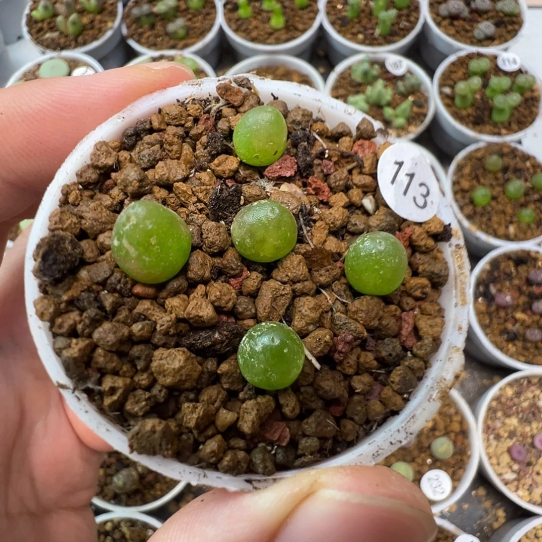 哈默灯泡一颗脱土113000