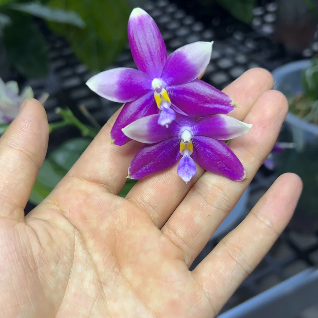 完全开放l659八寸3393